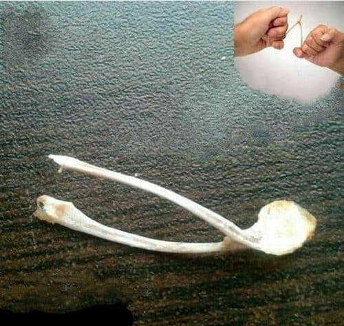شرط بندی با جناغ مرغ سود آور است؟ جناغ مرغ شکستن چه حکمی دارد